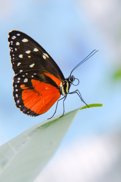 Vlinder-400×601